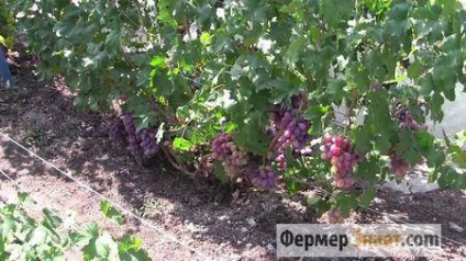 Metszés szőlő a nyár, mint egy kezdő, hogy vágja a szőlő jobb - az életem