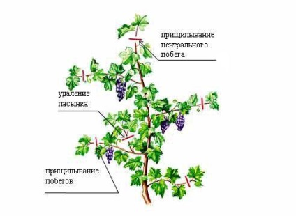 Обрізка винограду влітку, як початківцям обрізати лозу правильно - my life