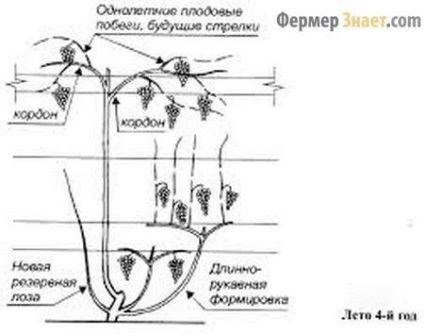 Обрізка винограду влітку, як початківцям обрізати лозу правильно - my life