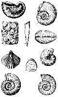 Скам'янілості і мінерали, словник ретробазар, довідник, retrobazar, портал колекціонерів і