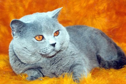 Забарвлення британських кішок