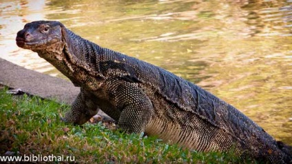 Animalele periculoase din Thailanda