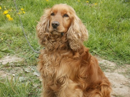 Descrierea rasei cocker spaniel