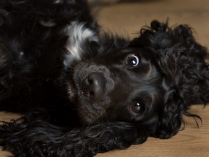 Descrierea rasei cocker spaniel