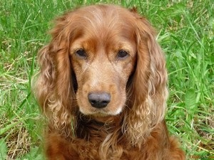 Descrierea rasei cocker spaniel