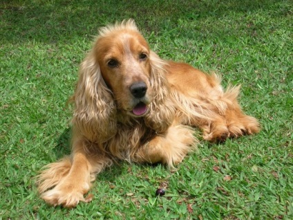 Descrierea rasei cocker spaniel