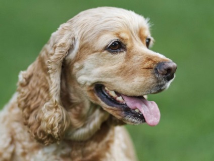 Descrierea rasei cocker spaniel