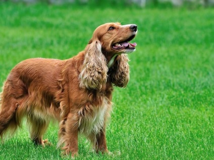 Descrierea rasei cocker spaniel