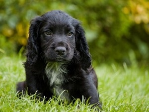 Leírás A fajta cocker spániel