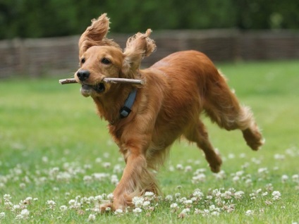 Descrierea rasei cocker spaniel