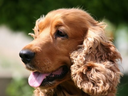 Descrierea rasei cocker spaniel