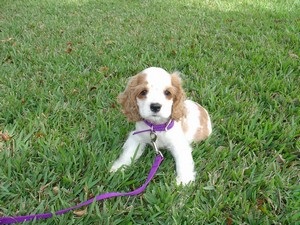 Descrierea rasei cocker spaniel