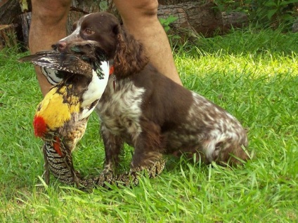 Descrierea rasei cocker spaniel