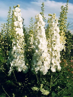 Descrierea florilor delphinium cu soiuri de fotografii și specii de flori perene delfiniu