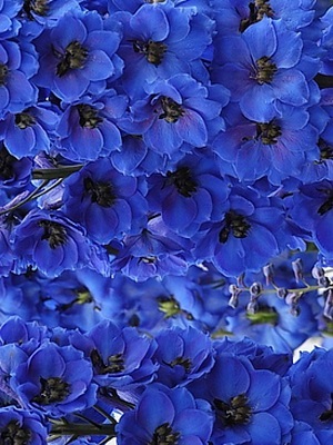 Descrierea florilor delphinium cu soiuri de fotografii și specii de flori perene delfiniu