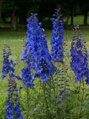 Descrierea florilor delphinium cu soiuri de fotografii și specii de flori perene delfiniu