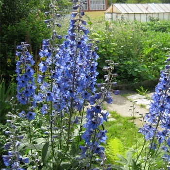 Descrierea florilor delphinium cu soiuri de fotografii și specii de flori perene delfiniu