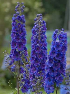 Descrierea florilor delphinium cu soiuri de fotografii și specii de flori perene delfiniu