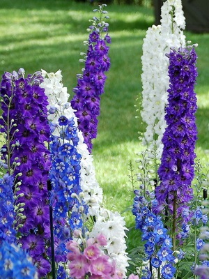 Descrierea florilor delphinium cu soiuri de fotografii și specii de flori perene delfiniu