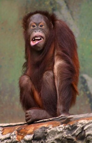 Body - orángután élet - egy érdekes videót a orangutánok