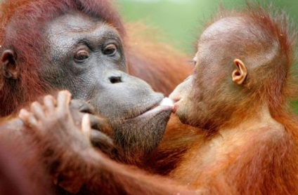 Орангутан - життя орангутанів - цікаве відео про орангутанів