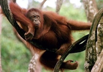 Body - orángután élet - egy érdekes videót a orangutánok