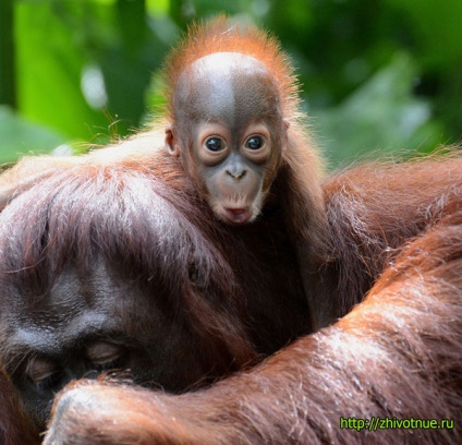 Orangutan - viața orangutanilor - un videoclip interesant despre orangutan