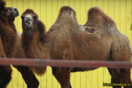 Body - orángután élet - egy érdekes videót a orangutánok