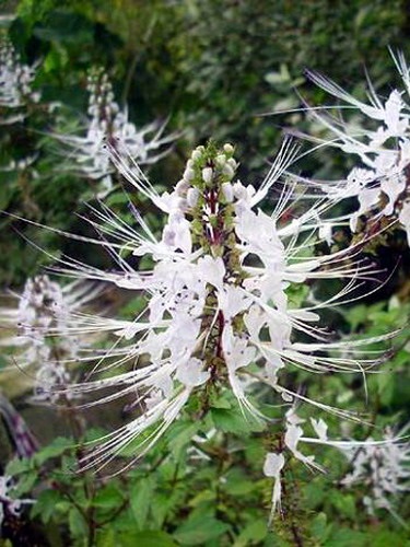 Orthosiphon - plante medicinale