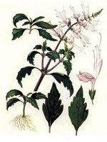 Ортосифон - лікарські рослини