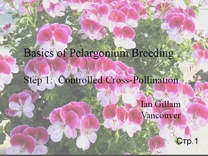 Основи запилення пеларгоний - pelargonium species