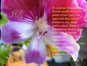Основи запилення пеларгоний - pelargonium species