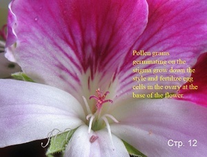 Elementele de bază ale polenizării speciilor de pelargonium - pelargonium