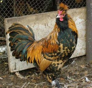 Kulcsfontosságú mutatók csirkék pavlovi fajta, azok előnyeit és hátrányait
