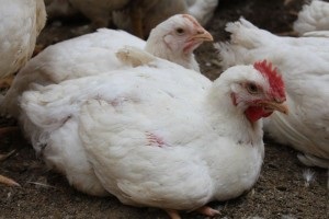 Caracteristicile conținutului broiler la domiciliu