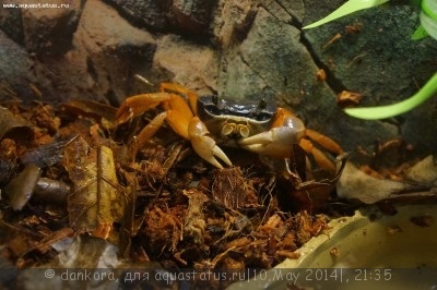 Caracteristicile conținutului de crab curcubeu (cardisoma armatum) - forum de acvaristi