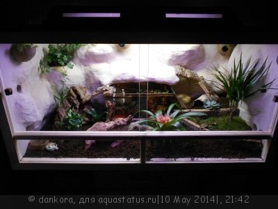 Особливості змісту райдужного краба (cardisoma armatum) - форум акваріумістів