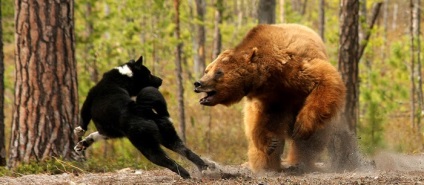 Полювання на ведмедя пізнавальне відео