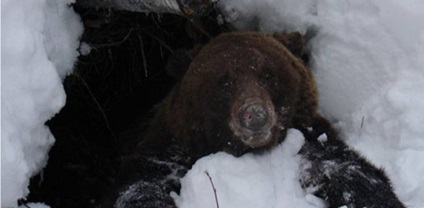 Полювання на ведмедя пізнавальне відео
