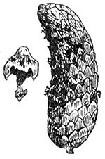 Az erdők védelme és az ültetvények - gyermek enciklopédia (első kiadás) (állvány) Az erdők védelme és az ültetvények - Gyermek Encyclopedia (első kiadás)
