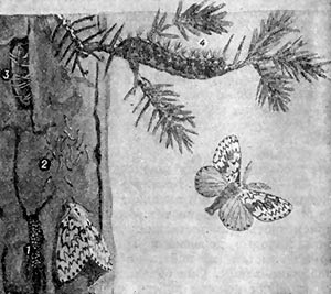 Охорона лісу та насаджень - дитяча енциклопедія (перше видання)