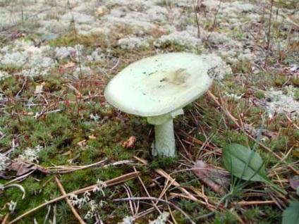 Panterul zbura agaric