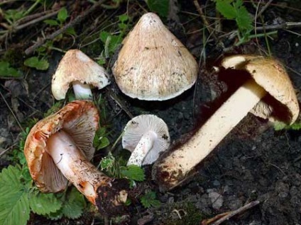 Panterul zbura agaric