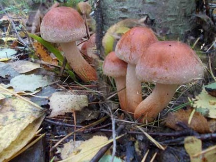 Panterul zbura agaric