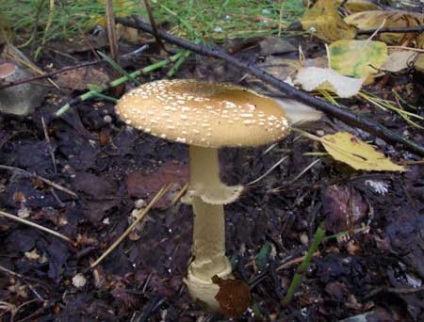 Panterul zbura agaric