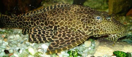 Broccoli catfish (pteryguplicht) fotografie și conținutul în acvariu