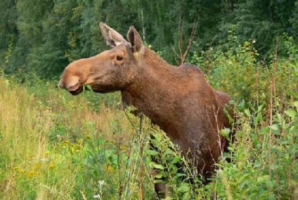 Parcul insulei Moose