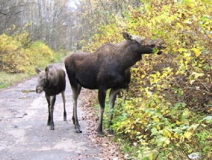Elk Island Park