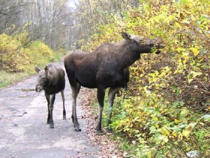 Parcul insulei Moose