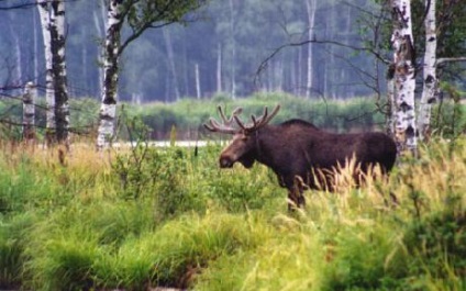 Parcul insulei Moose